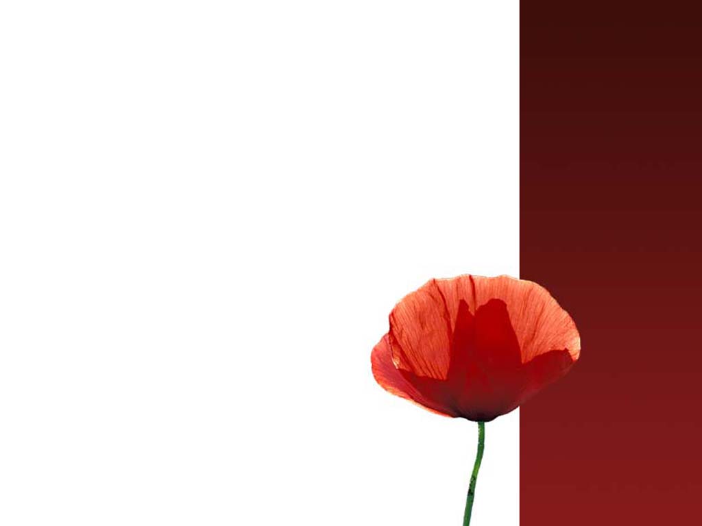 Wallpapers Digital Art Abstract Coquelicot