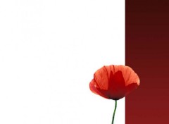 Wallpapers Digital Art Coquelicot