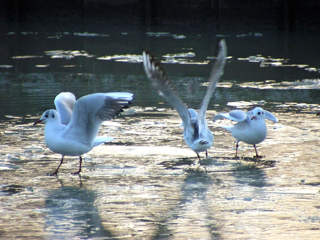 Fonds d'cran Animaux Oiseaux - Canards Gare au dcollage !