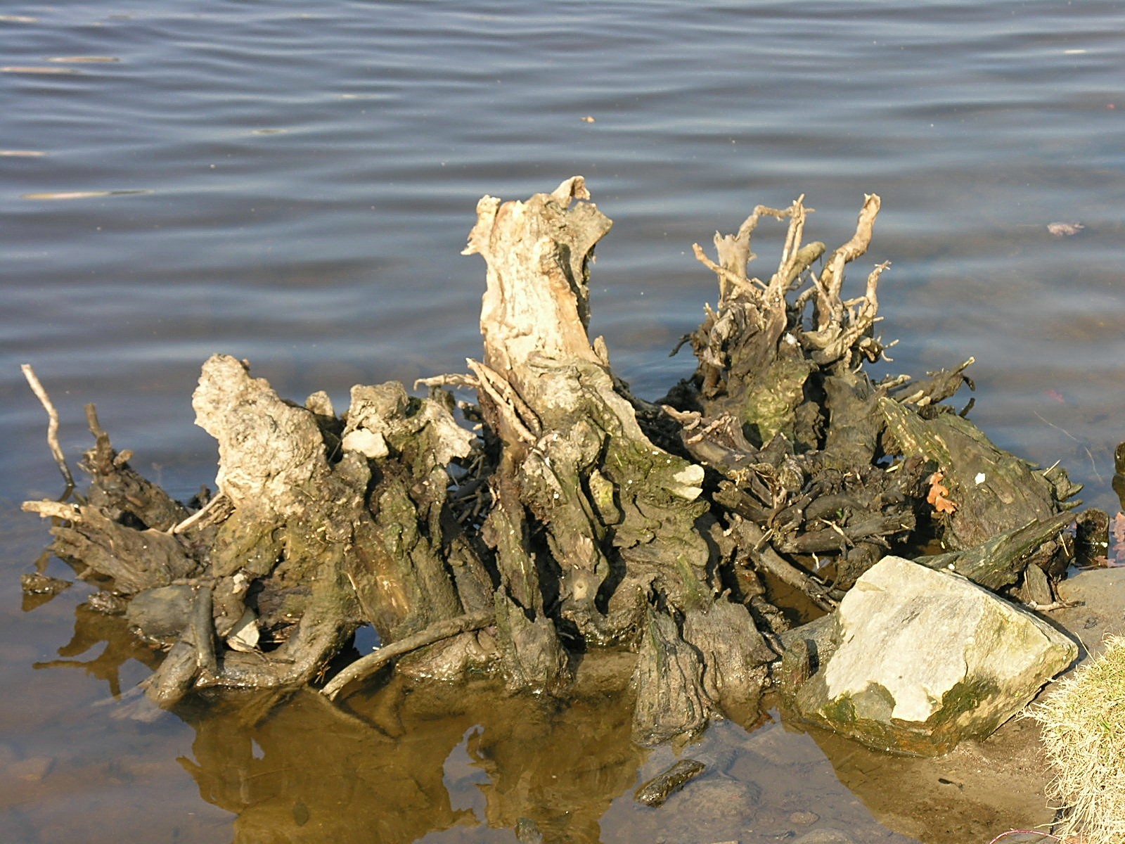 Fonds d'cran Nature Divers - Compositions Sculpture naturelle