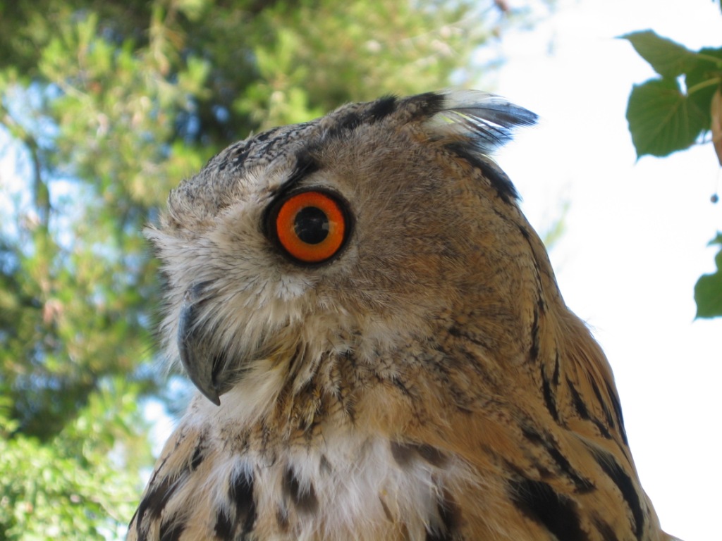 Fonds d'cran Animaux Oiseaux - Rapaces divers les yeux et le regard d'un rapace