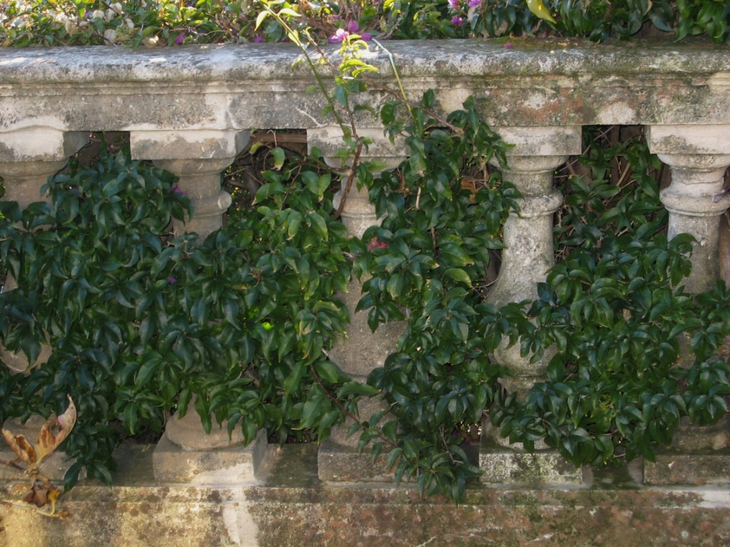 Wallpapers Nature Leaves - Foliage Balustres anciennes envahies par le lierre