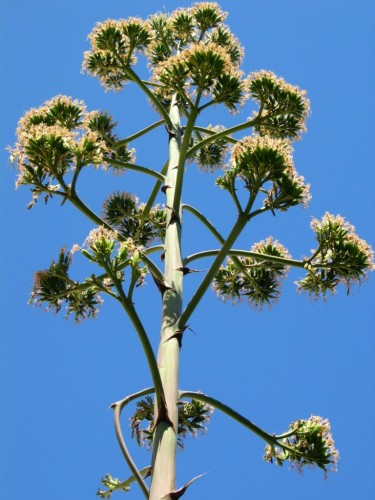 Wallpapers Nature Flowers Fleurs de cactus sous le ciel azuren