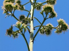 Wallpapers Nature Fleurs de cactus sous le ciel azuren