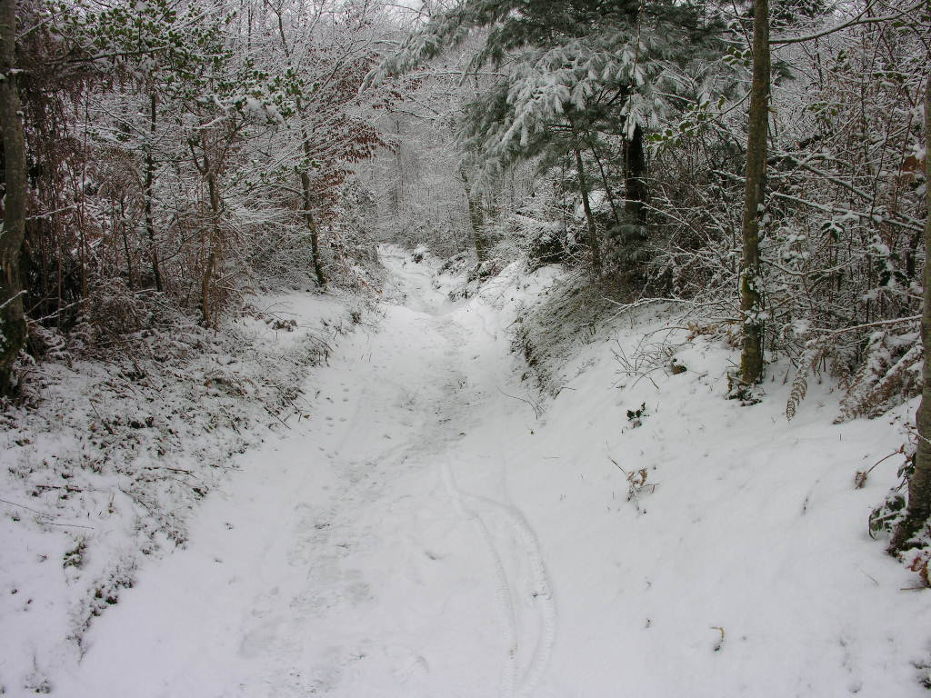 Fonds d'cran Nature Arbres - Forts 