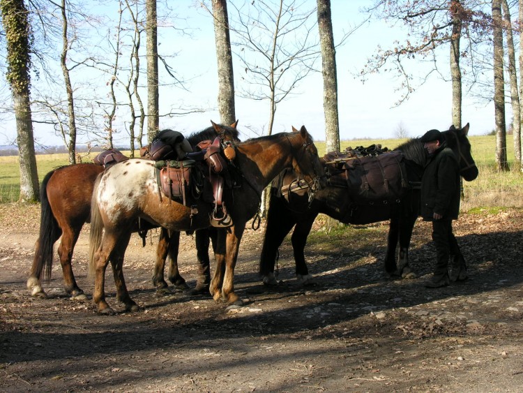 Fonds d'cran Animaux Chevaux Partir  l'aventure