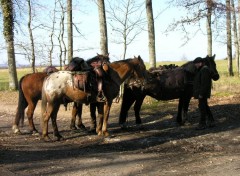 Fonds d'cran Animaux Partir  l'aventure