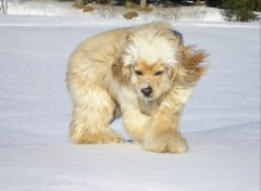 Fonds d'cran Animaux Voici mon cocker amricain.