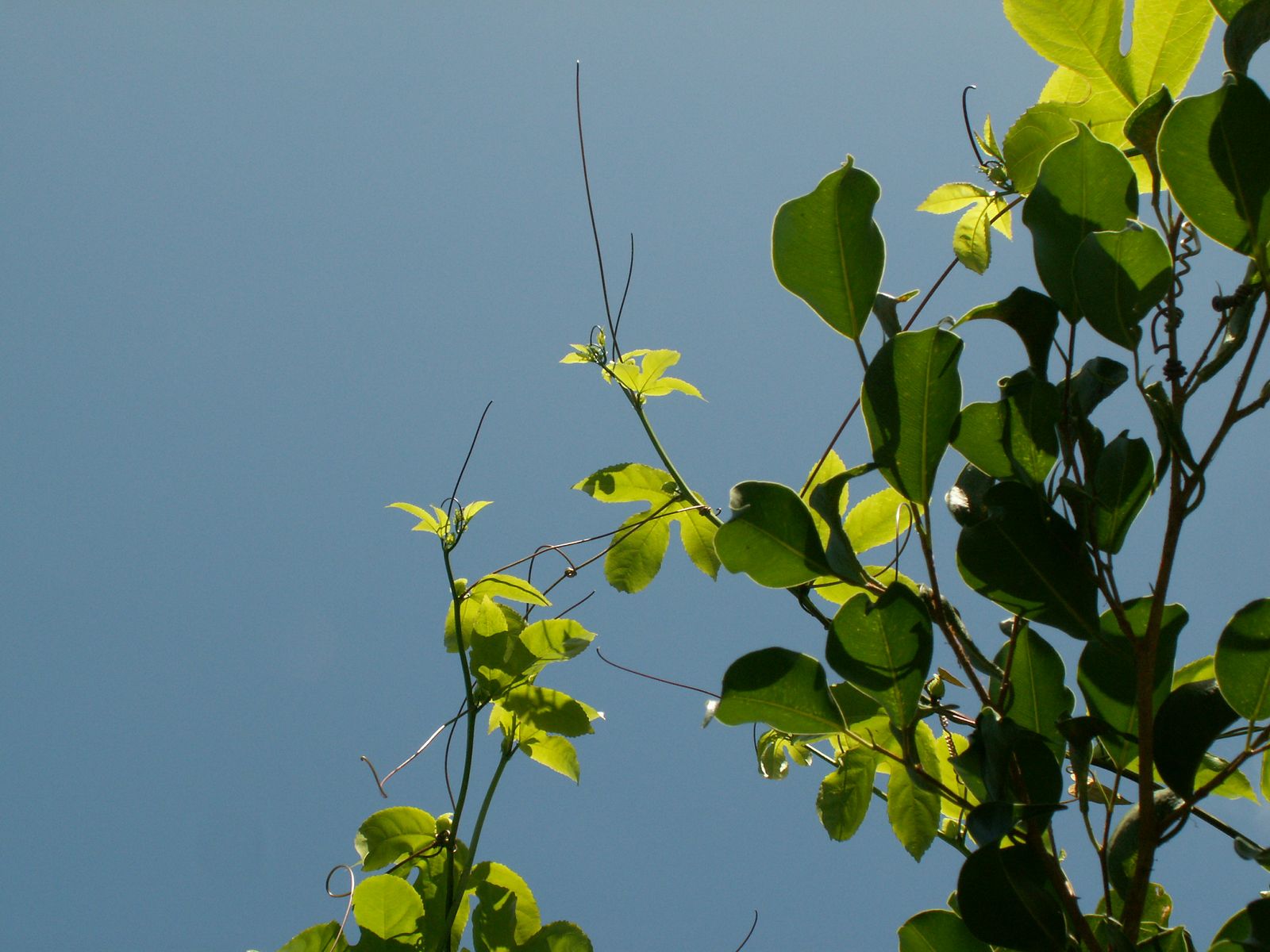 Fonds d'cran Nature Feuilles - Feuillages Feuilles sous azur