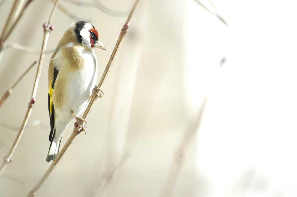 Fonds d'cran Animaux Oiseaux - Chardonnerets Chardonneret lgant