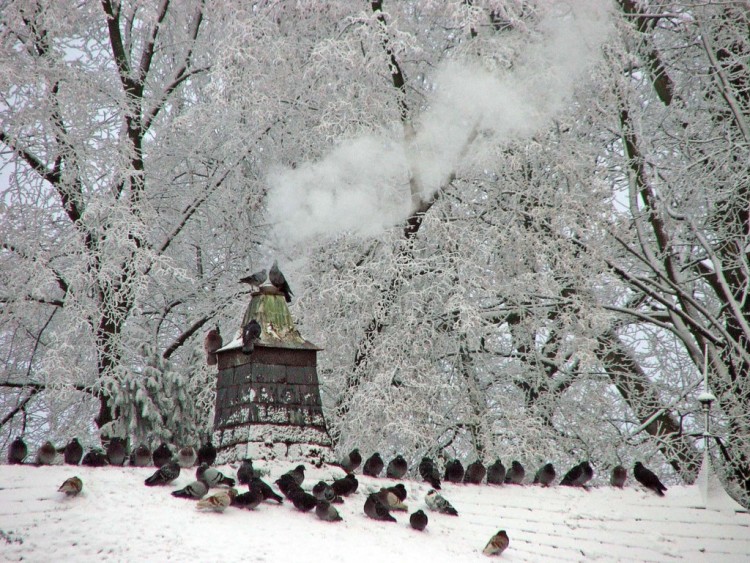 Fonds d'cran Nature Saisons - Hiver Saison d'hiver