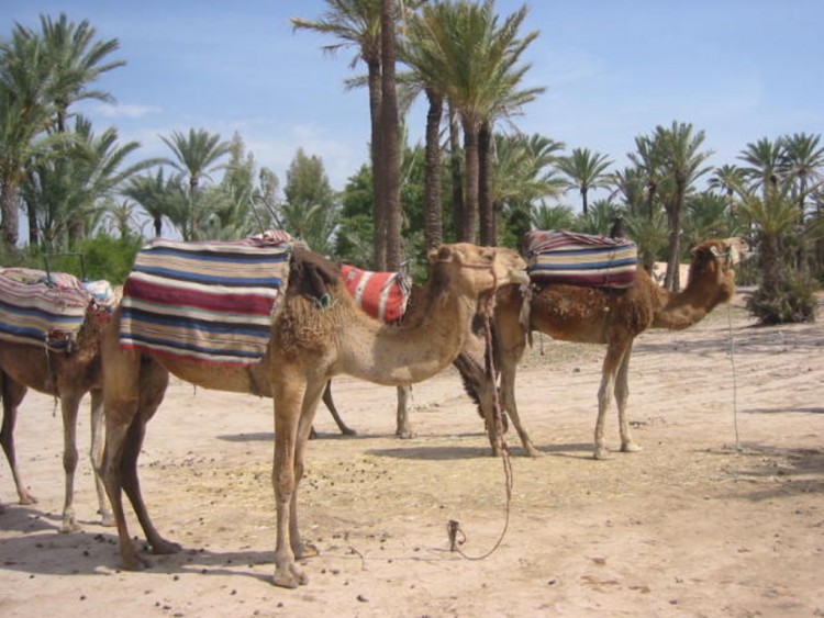 Fonds d'cran Animaux Divers Dromadaires dans la palmeraie de Marrakech