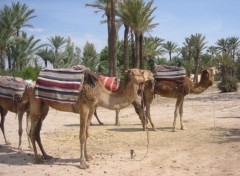 Fonds d'cran Animaux Dromadaires dans la palmeraie de Marrakech