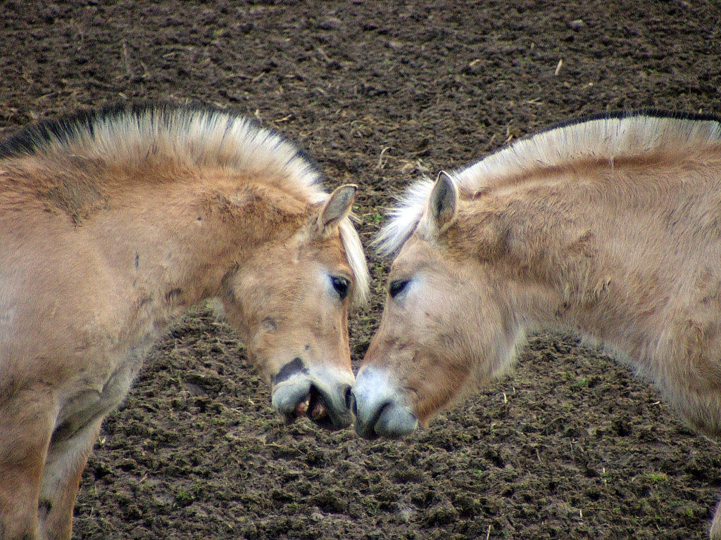 Fonds d'cran Animaux Chevaux Salut, on se connait !