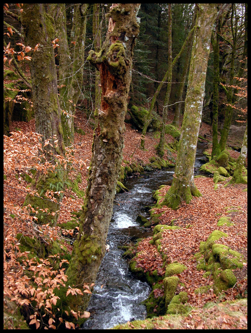 Fonds d'cran Nature Arbres - Forêts sous-bois