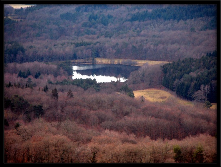 Wallpapers Nature Trees - Forests Miroir