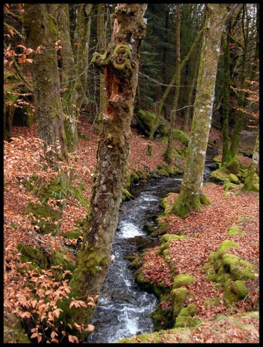 Fonds d'cran Nature Arbres - Forts sous-bois