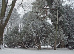 Fonds d'cran Nature Saison d'hiver