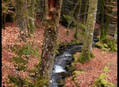 Fonds d'cran Nature sous-bois