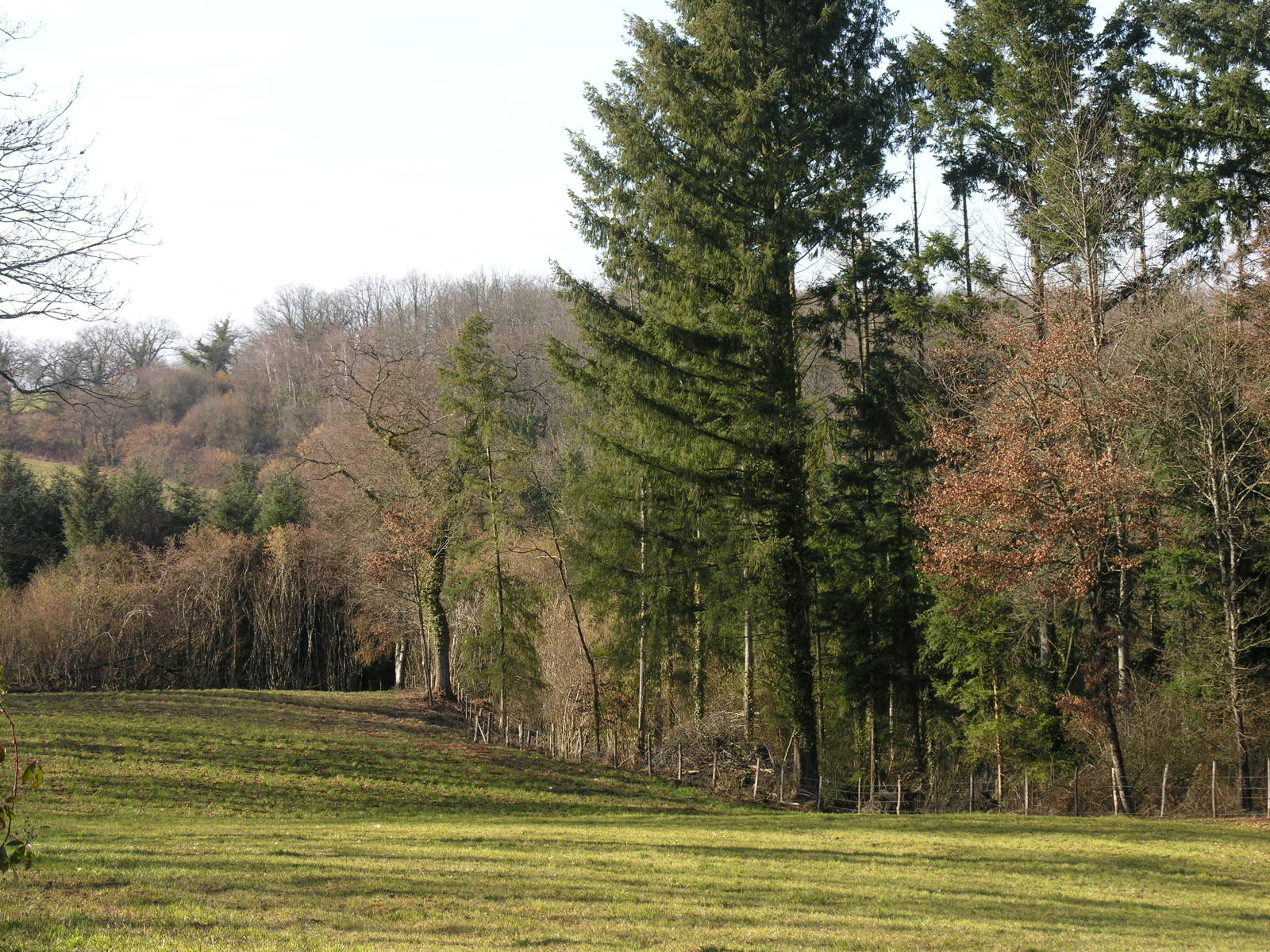 Fonds d'cran Nature Arbres - Forts 