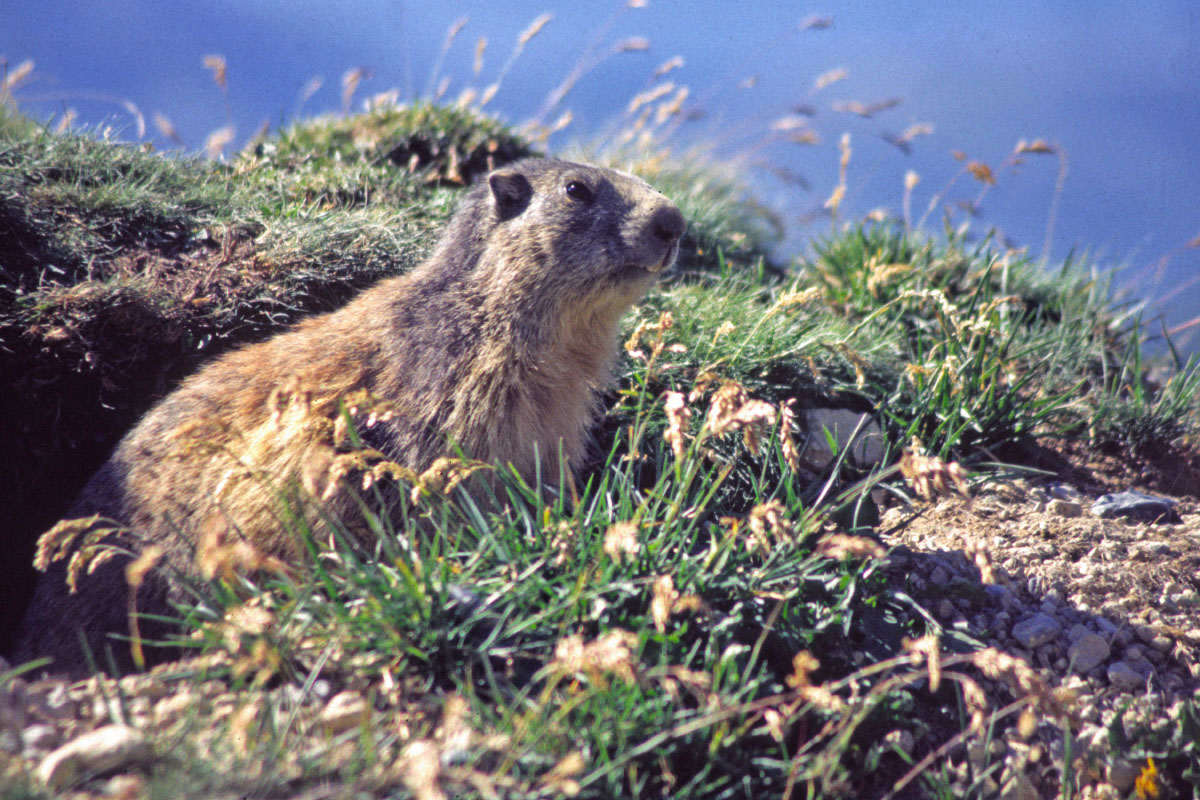 Wallpapers Animals Rodents - Misc Marmotte