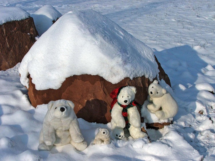 Fonds d'cran Objets Peluches Heureux les Ours blancs !