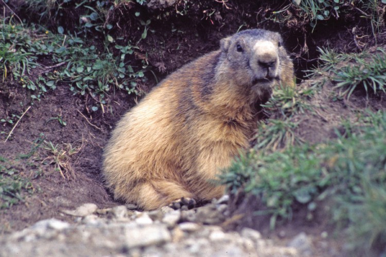 Fonds d'cran Animaux Rongeurs - Divers Marmotte