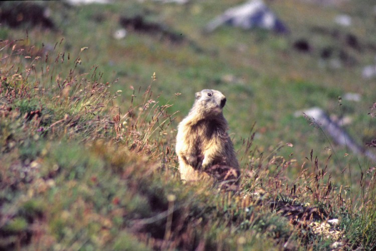 Fonds d'cran Animaux Rongeurs - Divers Marmotte