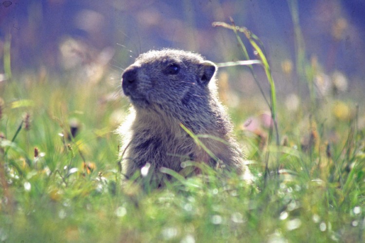 Wallpapers Animals Rodents - Misc Marmotte