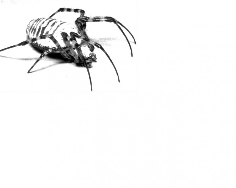 Wallpapers Digital Art Animals Banded Spider