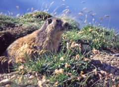 Fonds d'cran Animaux Marmotte