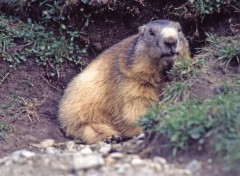 Fonds d'cran Animaux Marmotte