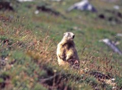 Fonds d'cran Animaux Marmotte