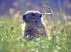 Wallpapers Animals Marmotte