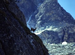 Fonds d'cran Animaux Chamois