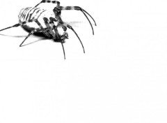 Wallpapers Digital Art Banded Spider