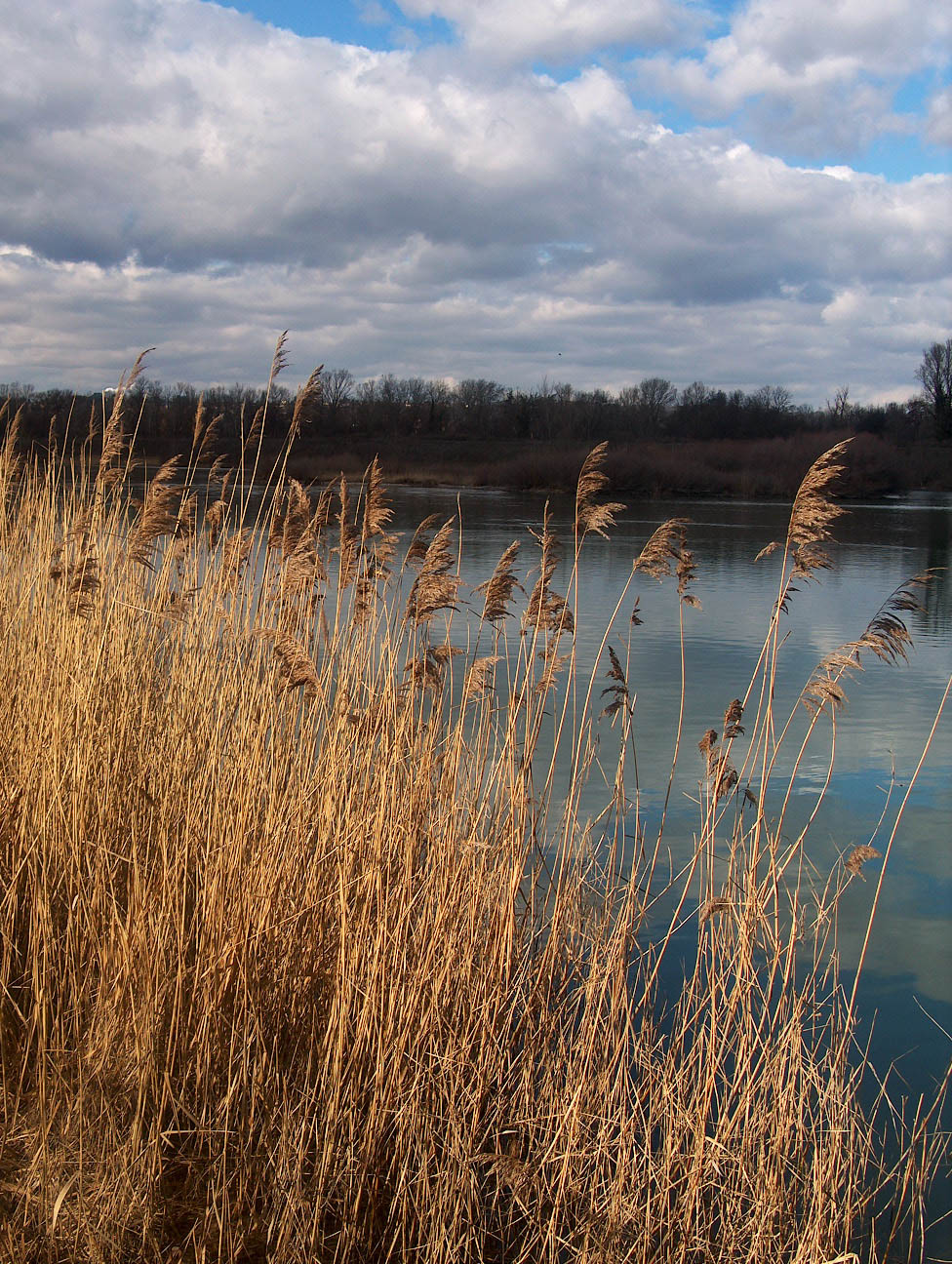 Fonds d'cran Nature Lacs - Etangs Les joncs