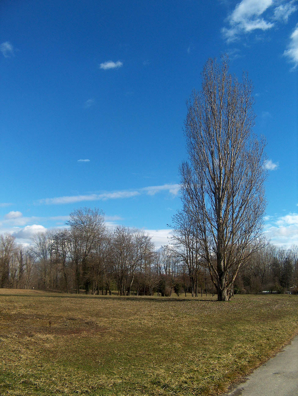 Wallpapers Nature Trees - Forests En attendant le printemps