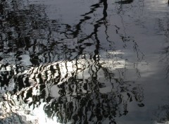 Wallpapers Nature Reflets