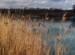 Fonds d'cran Nature Les joncs