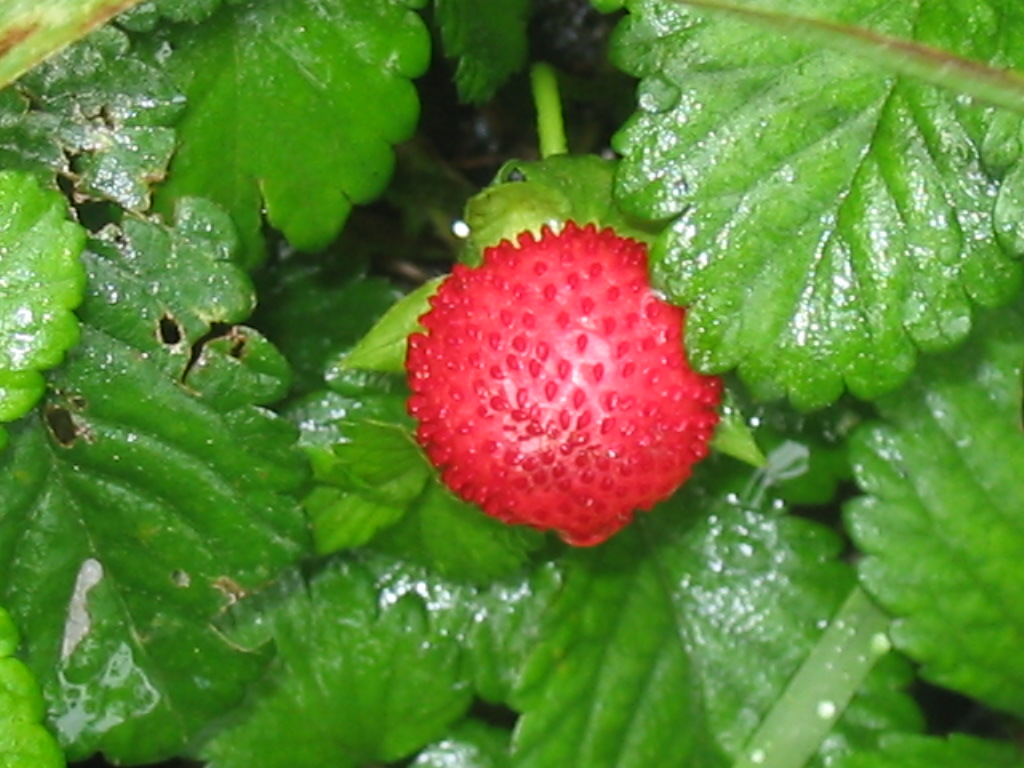 Wallpapers Nature Fruits Faise des Bois Runionnaise - Cirque de Cilaos