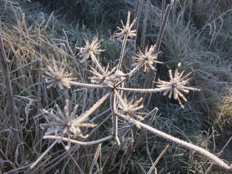 Fonds d'cran Nature Saisons - Hiver Fleur de glace