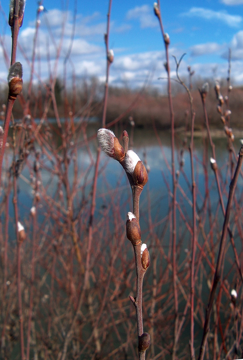 Wallpapers Nature Flowers Bourgeons