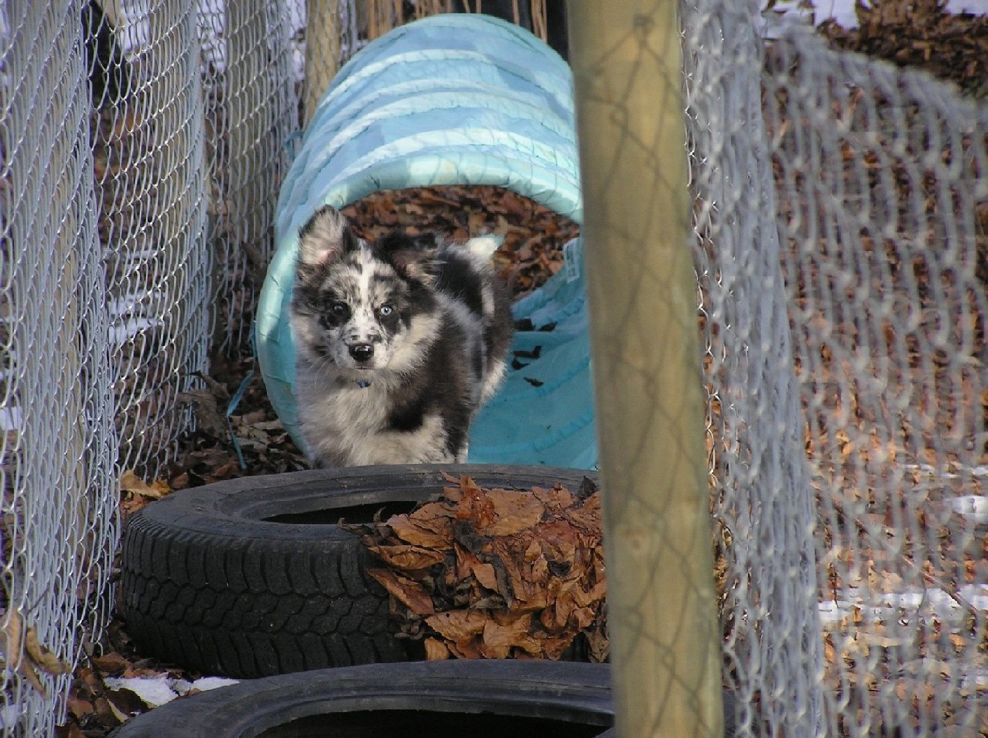 Fonds d'cran Animaux Chiens 