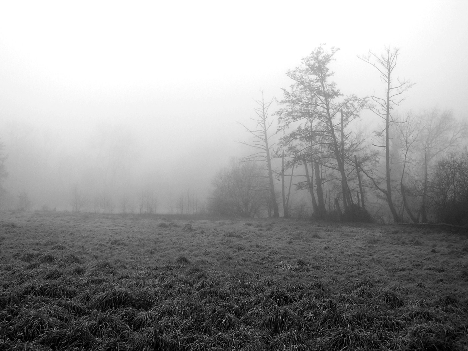 Wallpapers Nature Fields Brouillard matinal (suite)