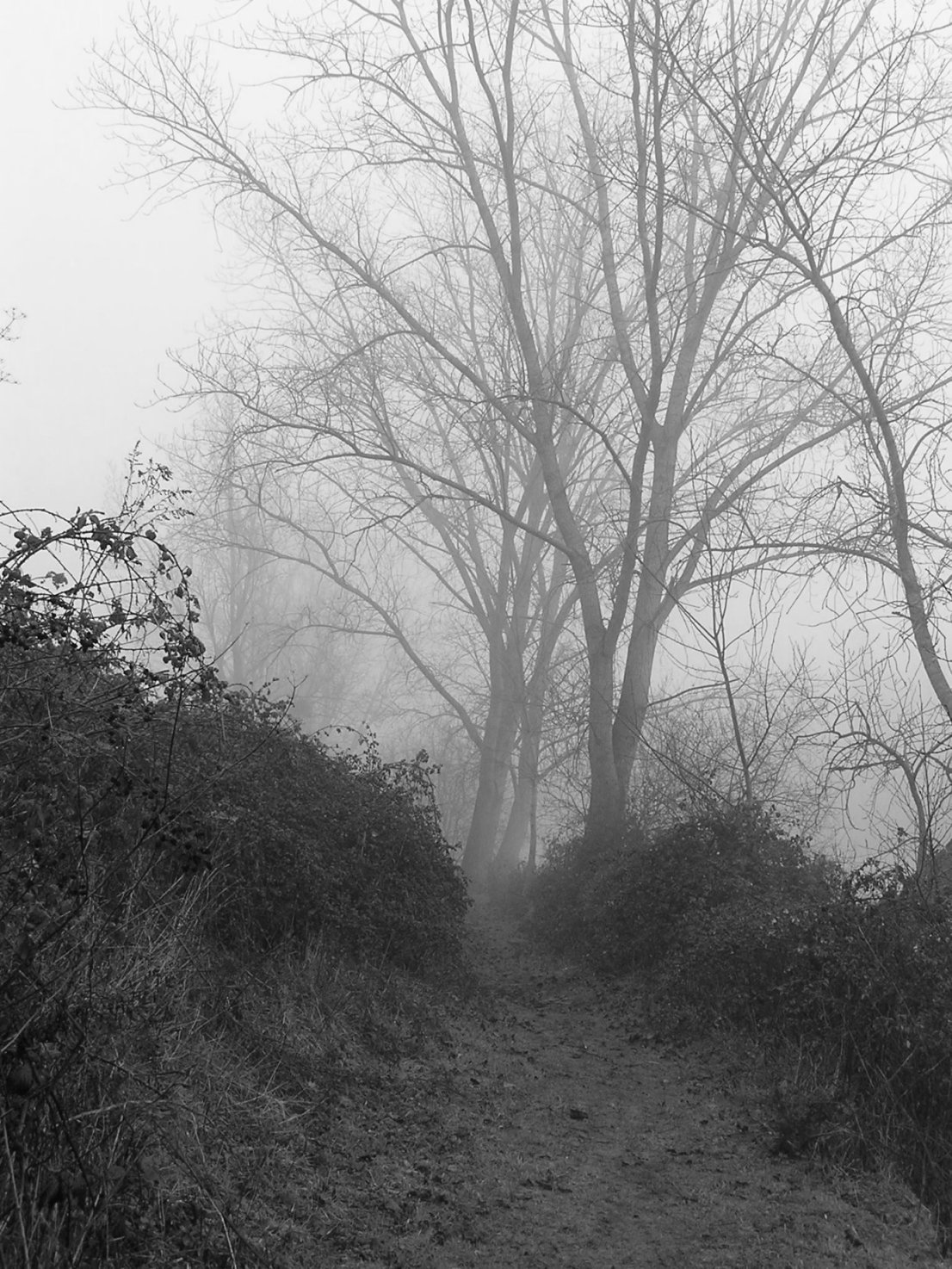 Fonds d'cran Nature Arbres - Forts Brouillard matinal (suite et fin)