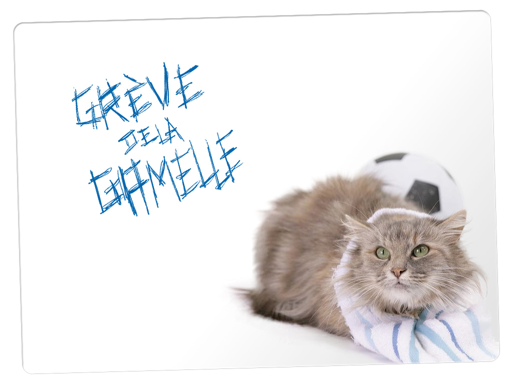 Fonds d'cran Animaux Chats - Chatons greve de la gamelle