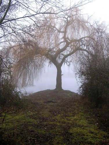 Fonds d'cran Nature Arbres - Forts Brouillar matinal (en couleur)