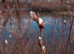 Wallpapers Nature Bourgeons