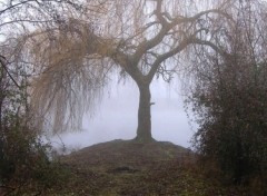 Fonds d'cran Nature Brouillar matinal (en couleur)